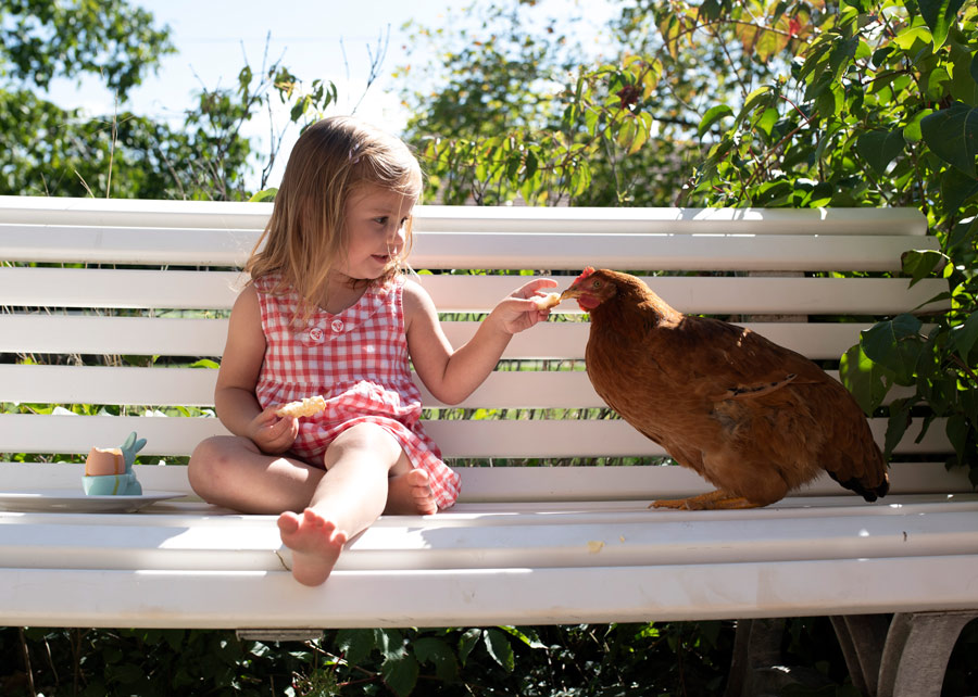pouleweb